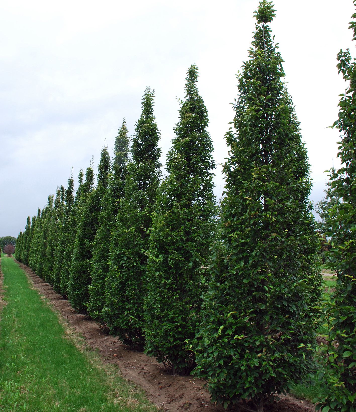 carpinus-betulus-s-ulen